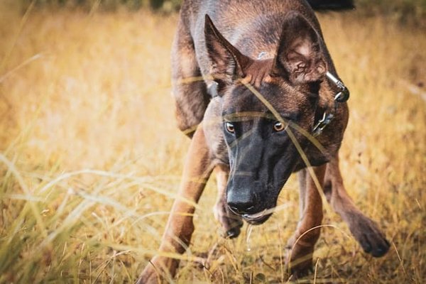 How to Create a Daily Training Routine for a Working Belgian Malinois?